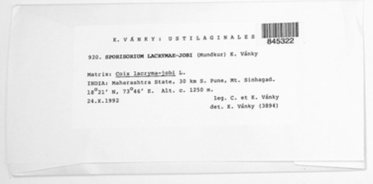 Sporisorium lacrymae-jobi image